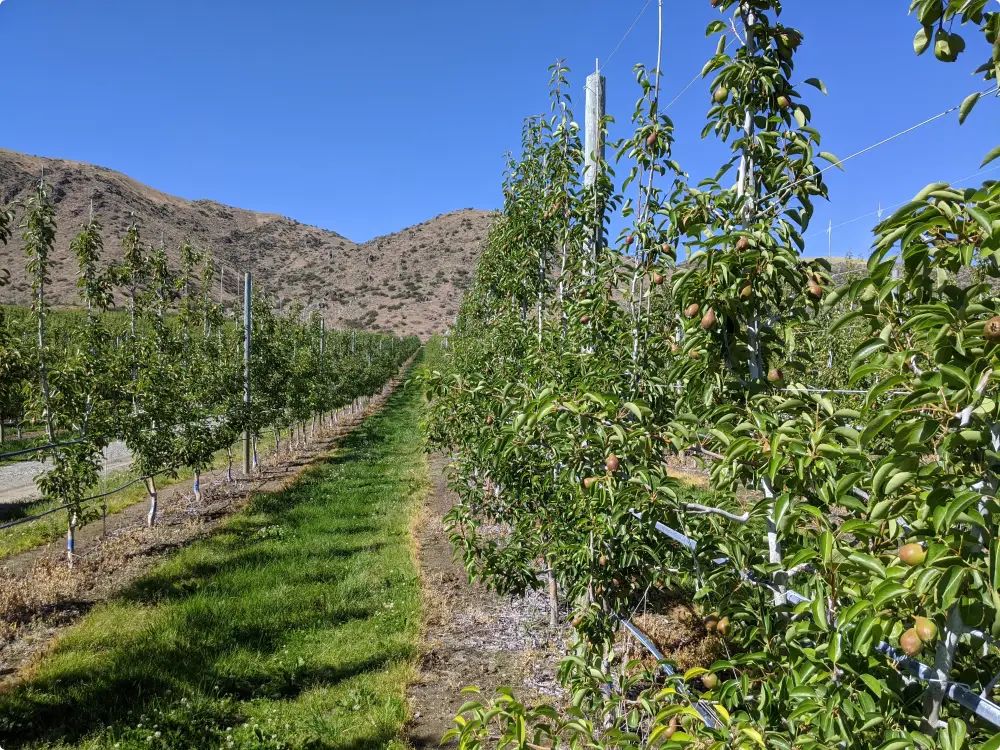 Farmer tending to crops