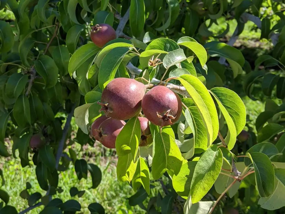 Sweet Bell Peppers